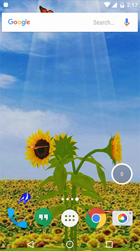 Ladda ner Sunflower 3D - gratis live wallpaper för Android på skrivbordet.