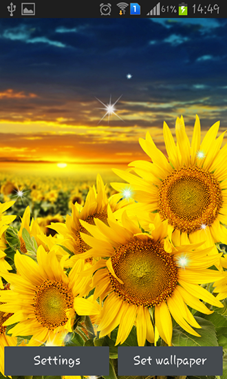 Gratis levande bakgrundsbilder Sunflower by Creative factory wallpapers på Android-mobiler och surfplattor.