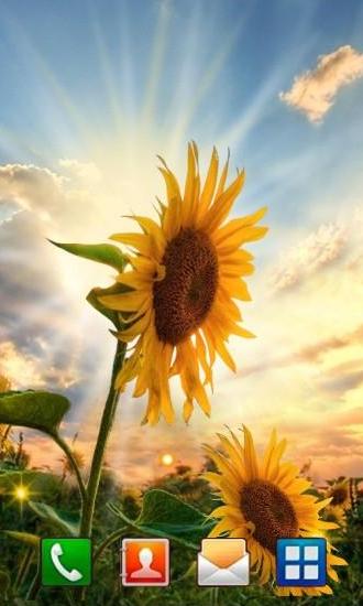 Sunflower sunset - ladda ner levande bakgrundsbilder till Android 4.1 mobiler.