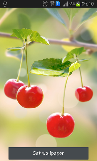 Sweet cherry - ladda ner levande bakgrundsbilder till Android 4.1.2 mobiler.