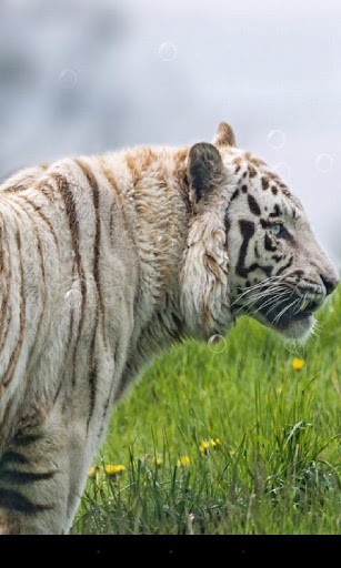 Tiger - ladda ner levande bakgrundsbilder till Android 2.3 mobiler.