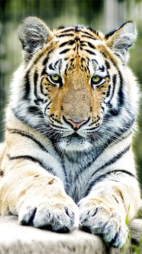 Ladda ner Tigers by Live Wallpaper HD 3D - gratis live wallpaper för Android på skrivbordet.