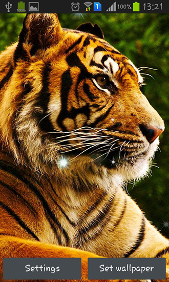 Tigers - ladda ner levande bakgrundsbilder till Android 4.2.1 mobiler.
