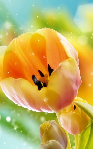 Tulips - ladda ner levande bakgrundsbilder till Android 4.1 mobiler.
