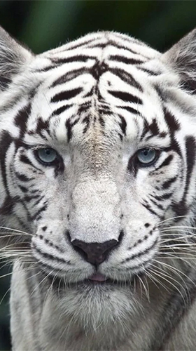 Ladda ner White tiger by Revenge Solution - gratis live wallpaper för Android på skrivbordet.