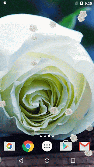 Gratis levande bakgrundsbilder White rose på Android-mobiler och surfplattor.