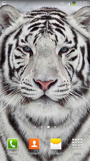 White tiger - ladda ner levande bakgrundsbilder till Android 4.0 mobiler.