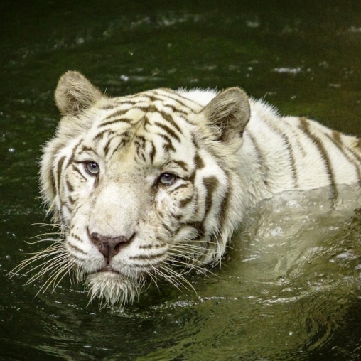 Gratis levande bakgrundsbilder White tiger: Water touch på Android-mobiler och surfplattor.