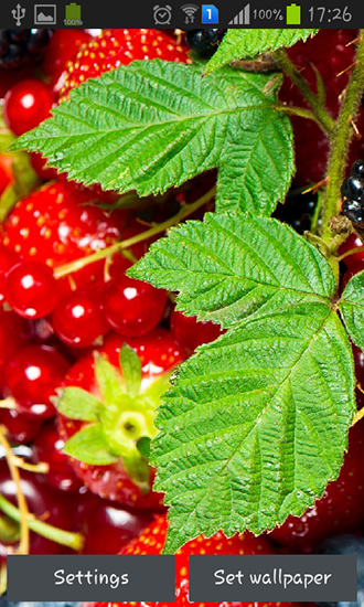 Wild berries - ladda ner levande bakgrundsbilder till Android 4.0.3 mobiler.