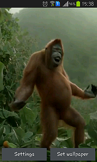 Wild dance crazy monkey - ladda ner levande bakgrundsbilder till Android 4.3 mobiler.