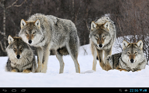 Ladda ner Wolves - gratis live wallpaper för Android på skrivbordet.
