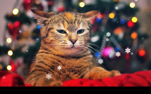 X-mas cat - ladda ner levande bakgrundsbilder till Android 2.1 mobiler.