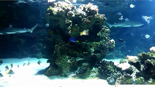Ladda ner Aquarium with sharks - gratis live wallpaper för Android på skrivbordet.