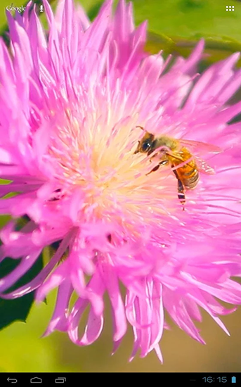 Ladda ner Bee on a clover flower 3D - gratis live wallpaper för Android på skrivbordet.