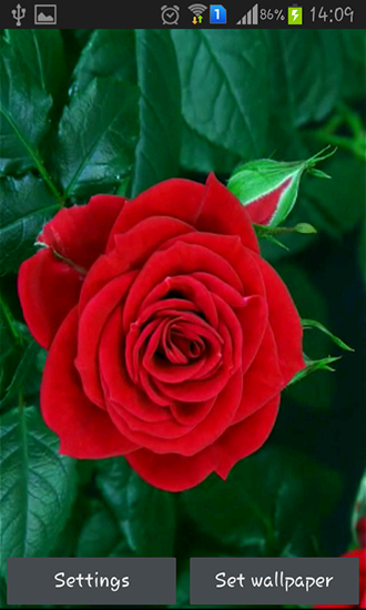 Ladda ner Blooming red rose - gratis live wallpaper för Android på skrivbordet.