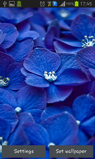 Ladda ner Blue flowers - gratis live wallpaper för Android på skrivbordet.