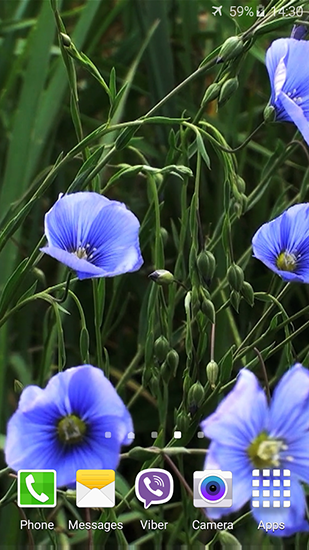 Ladda ner Blue flowers by Jacal video live wallpapers - gratis live wallpaper för Android på skrivbordet.