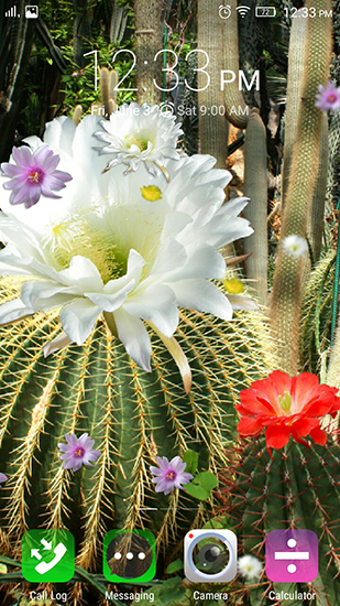 Ladda ner Cactus flowers - gratis live wallpaper för Android på skrivbordet.
