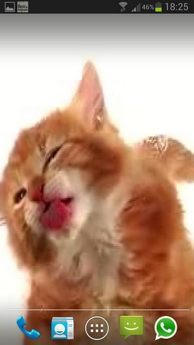Ladda ner Cat licks - gratis live wallpaper för Android på skrivbordet.