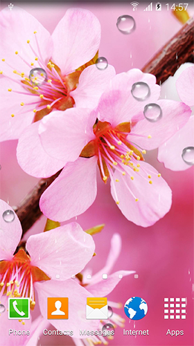 Cherry in blossom by BlackBird Wallpapers