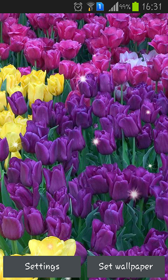 Ladda ner Colorful tulips - gratis live wallpaper för Android på skrivbordet.