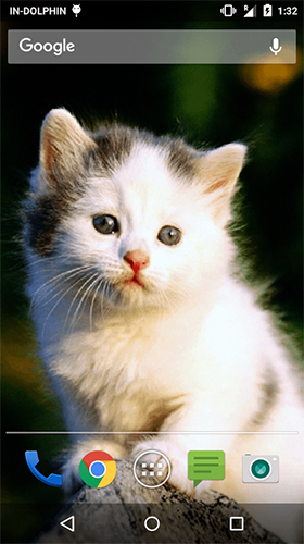 Cute cat by Psii