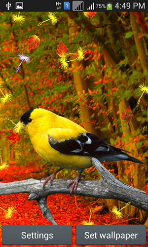 Ladda ner Cute birds - gratis live wallpaper för Android på skrivbordet.