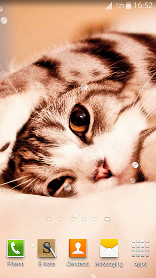 Ladda ner Cute cats - gratis live wallpaper för Android på skrivbordet.
