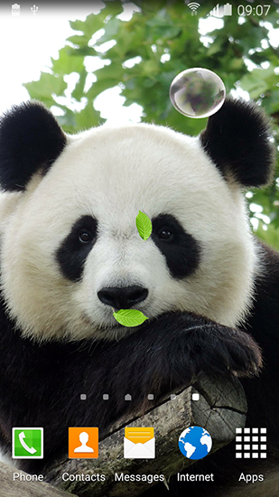 Ladda ner Cute panda - gratis live wallpaper för Android på skrivbordet.