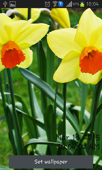 Ladda ner Daffodils - gratis live wallpaper för Android på skrivbordet.