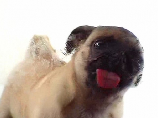 Ladda ner Dog licker - gratis live wallpaper för Android på skrivbordet.