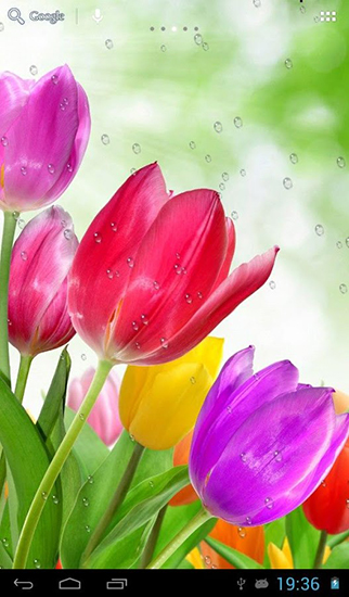 Ladda ner Drops on tulips - gratis live wallpaper för Android på skrivbordet.