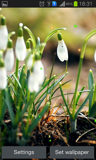 Ladda ner Early spring: Nature - gratis live wallpaper för Android på skrivbordet.