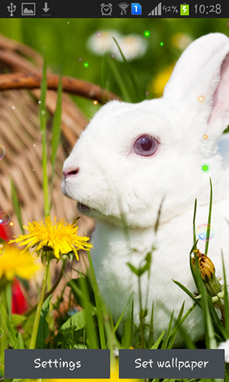 Ladda ner Easter bunnies 2015 - gratis live wallpaper för Android på skrivbordet.