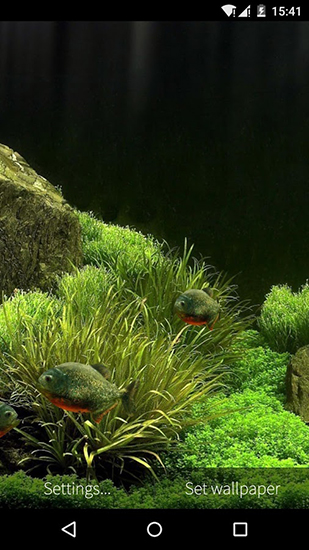 Ladda ner Fish aquarium 3D - gratis live wallpaper för Android på skrivbordet.
