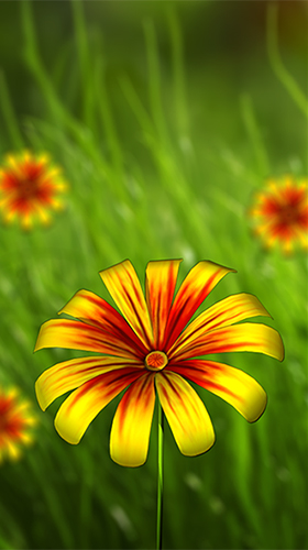 Flower 360 3D