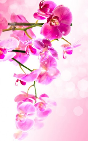 Ladda ner Flowers - gratis live wallpaper för Android på skrivbordet.
