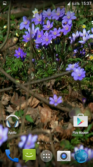 Ladda ner Forest flowers - gratis live wallpaper för Android på skrivbordet.