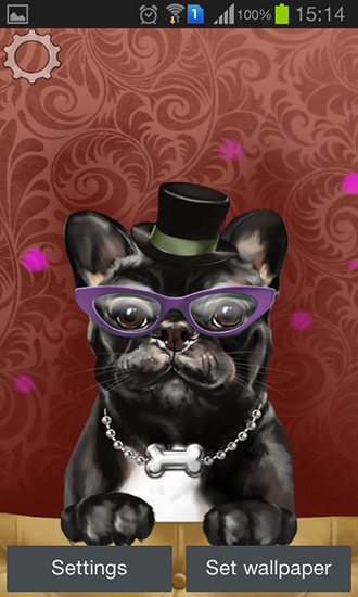 Ladda ner French bulldog - gratis live wallpaper för Android på skrivbordet.