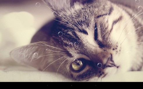 Ladda ner Funny cats - gratis live wallpaper för Android på skrivbordet.