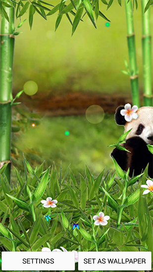 Ladda ner Funny panda - gratis live wallpaper för Android på skrivbordet.