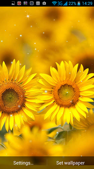 Ladda ner Golden sunflower - gratis live wallpaper för Android på skrivbordet.