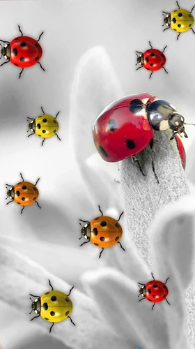 Ladybugs by 3D HD Moving Live Wallpapers Magic Touch Clocks