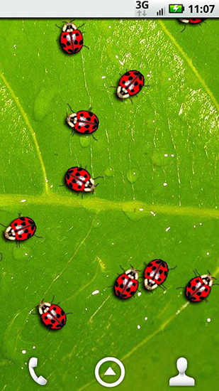 Ladda ner Ladybugs - gratis live wallpaper för Android på skrivbordet.