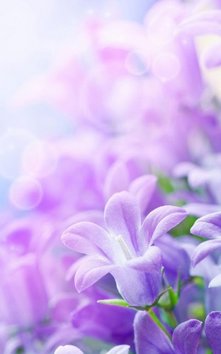 Ladda ner Lilac flowers - gratis live wallpaper för Android på skrivbordet.