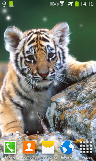 Ladda ner Little tiger - gratis live wallpaper för Android på skrivbordet.