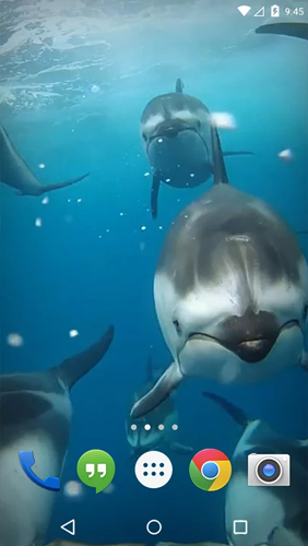 Ocean 3D: Dolphin