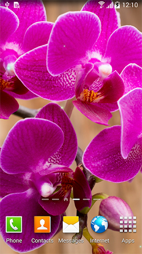 Orchids by BlackBird Wallpapers