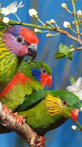 Parrot by Live Animals APPS