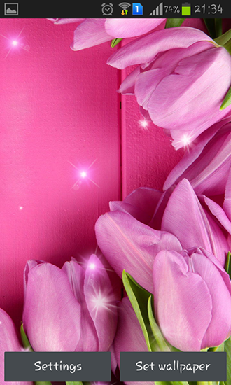 Ladda ner Pink tulips - gratis live wallpaper för Android på skrivbordet.